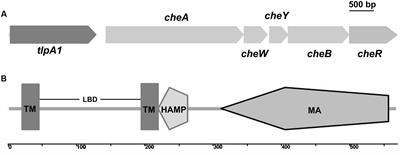 Azorhizobium caulinodans Transmembrane Chemoreceptor TlpA1 Involved in Host Colonization and Nodulation on Roots and Stems